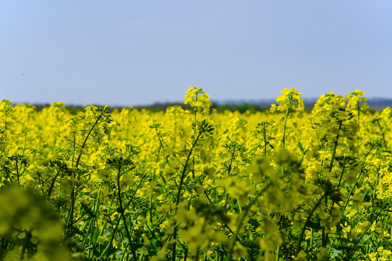 rapeseed field, yellow field, ukrainian flag